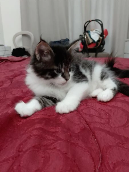 aquila maschietto mainecoon | Foto 3