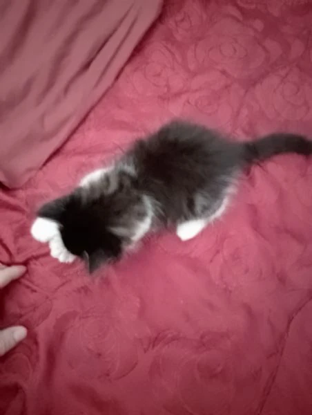 aquila maschietto mainecoon | Foto 2