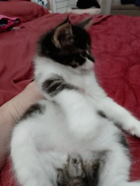 aquila maschietto mainecoon | Foto 1