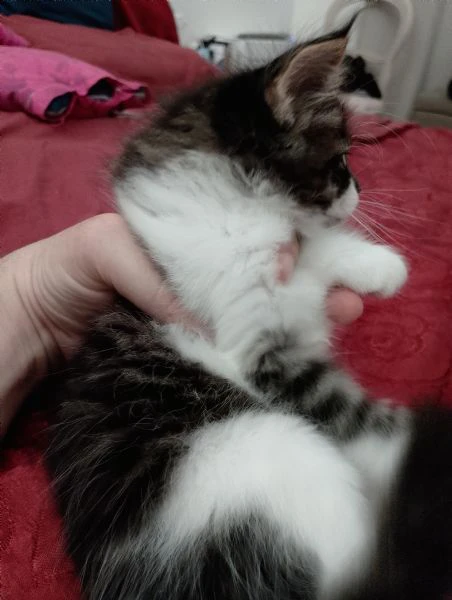 aquila maschietto mainecoon | Foto 0