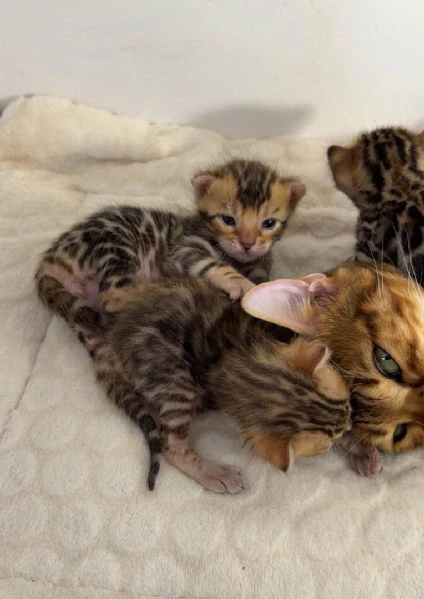gattini di razza pura del bengala maschi e femmine | Foto 3