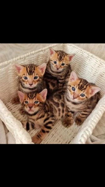 gattini di razza pura del bengala maschi e femmine | Foto 2