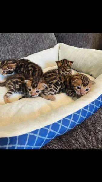 gattini di razza pura del bengala maschi e femmine | Foto 1
