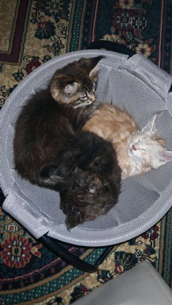 cuccioli maine coon  | Foto 5
