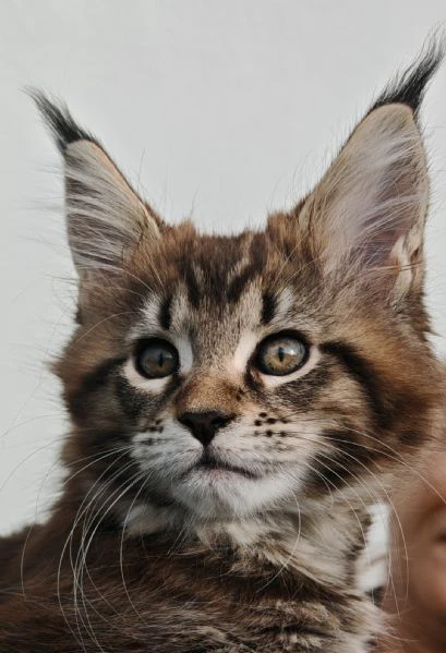 cuccioli maine coon  | Foto 4