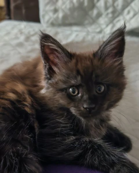 cuccioli maine coon  | Foto 3