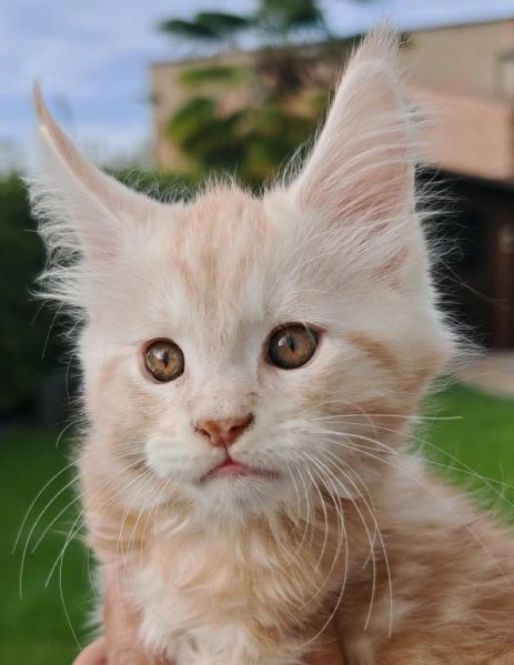 cuccioli maine coon  | Foto 2