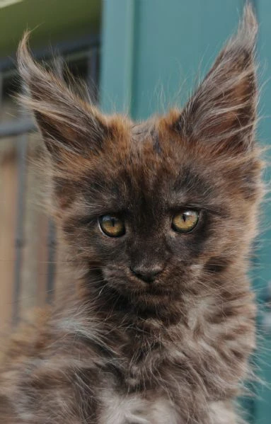 cuccioli maine coon  | Foto 1
