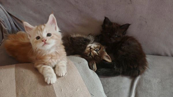 cuccioli maine coon 