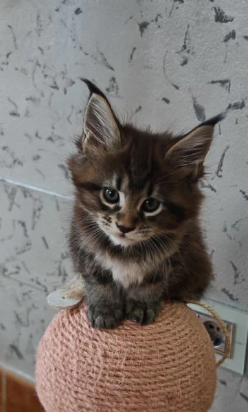 cuccioli maine coon  | Foto 0