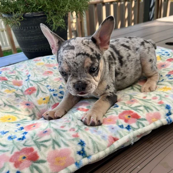 cuccioli di bulldog francese sani e pronti per una nuova casa | Foto 2