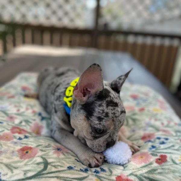 cuccioli di bulldog francese sani e pronti per una nuova casa | Foto 0