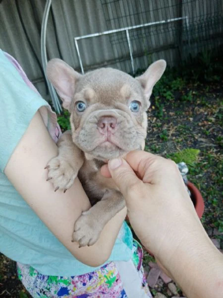 cuccioli di bulldog francese di razza pura - vaccinati e giocherelloni | Foto 2