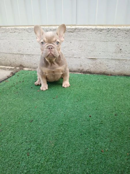 cuccioli di bulldog francese di razza pura - vaccinati e giocherelloni | Foto 1