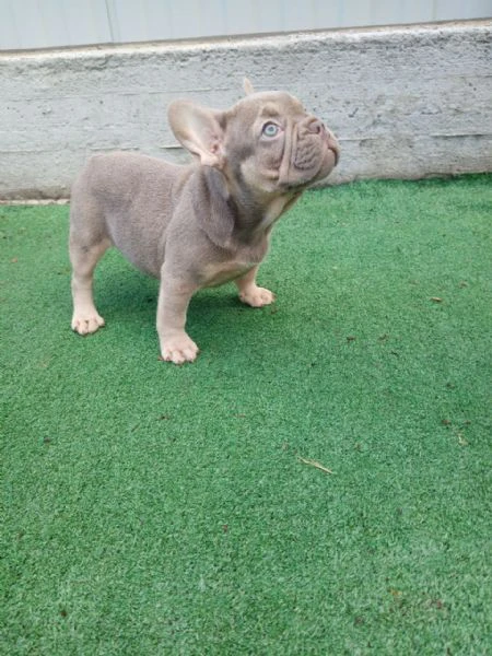 cuccioli di bulldog francese di razza pura - vaccinati e giocherelloni | Foto 0