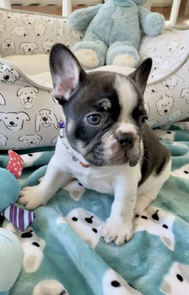 french bulldog puppies for sale – friendly and healthy | Foto 2