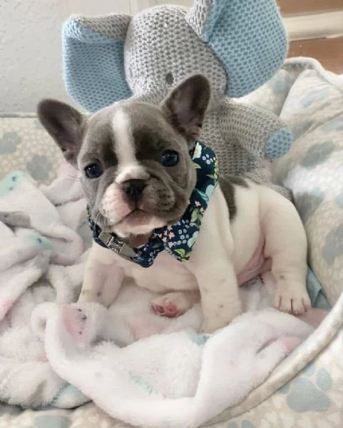french bulldog puppies for sale – friendly and healthy | Foto 1