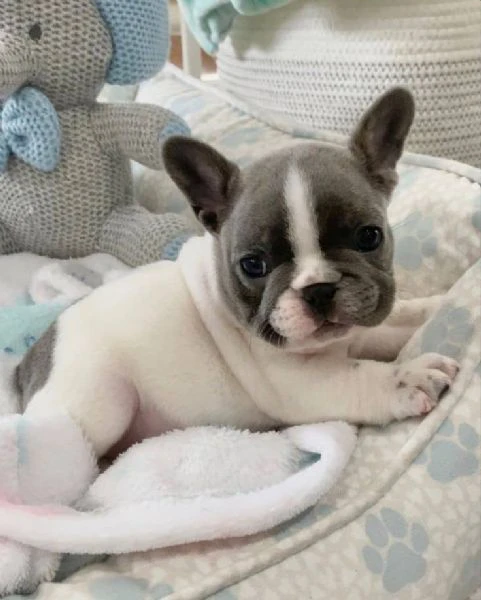 french bulldog puppies for sale – friendly and healthy | Foto 0