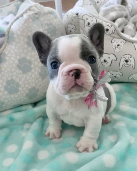 french bulldog puppies for sale – friendly and healthy