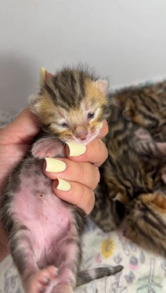 gattini di razza pura del bengala disponibili maschi e femmine | Foto 1