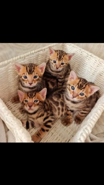 i nostri gattini sono finalmente pronti per l'adozione. sono ben adattati e socializzati, essendo cr | Foto 0