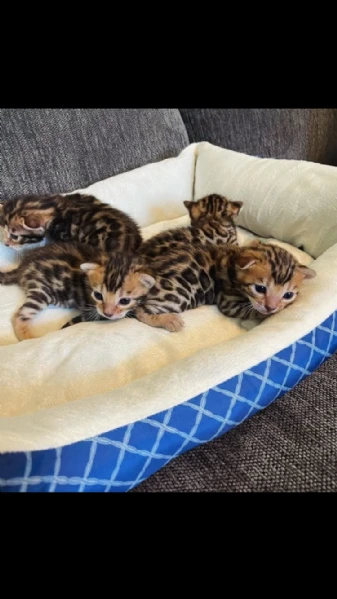 i nostri gattini sono finalmente pronti per l'adozione. sono ben adattati e socializzati, essendo cr | Foto 0