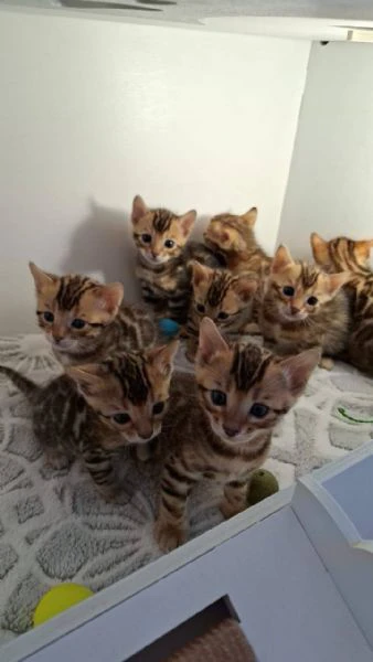 gattini del bengala maschi di razza pura e formali disponibili | Foto 0