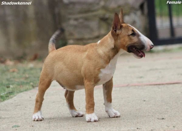 miniature bull terrier | Foto 6