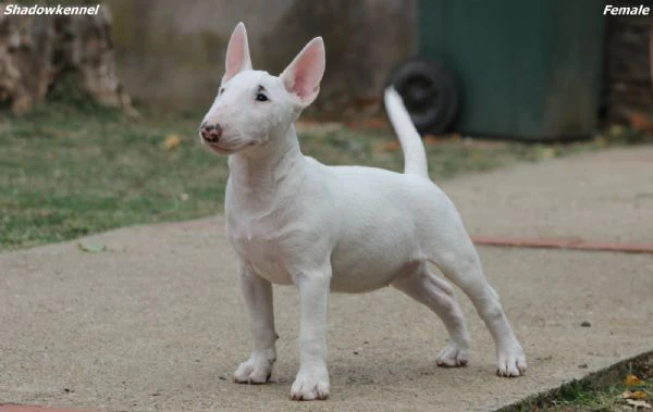 miniature bull terrier | Foto 5