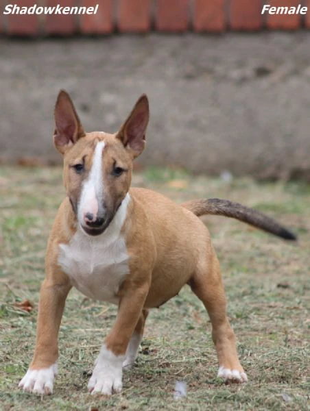 miniature bull terrier | Foto 4