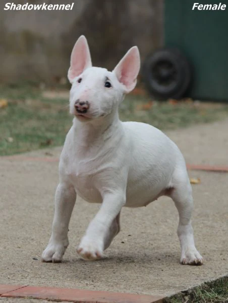 miniature bull terrier | Foto 3