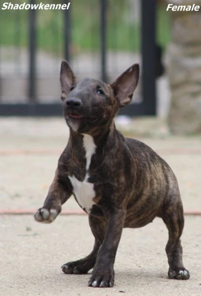 miniature bull terrier | Foto 2