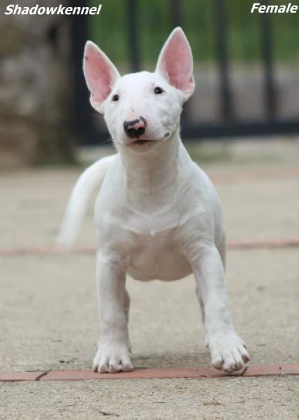 miniature bull terrier | Foto 1