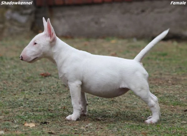 miniature bull terrier