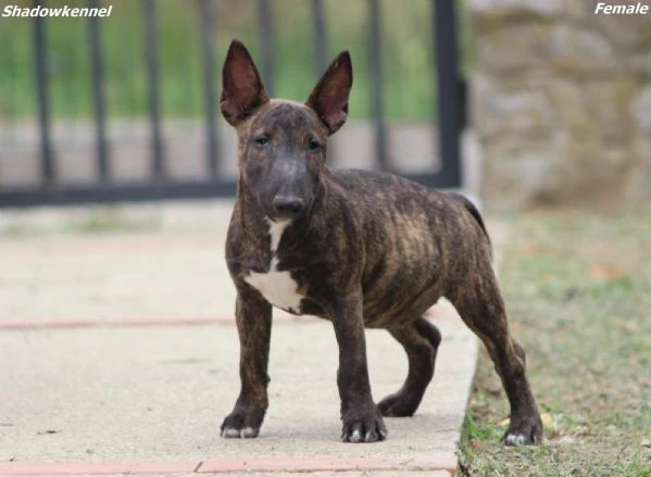miniature bull terrier | Foto 0