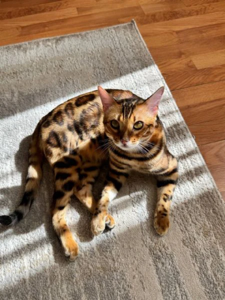 gattini bengala di razza pura | Foto 1