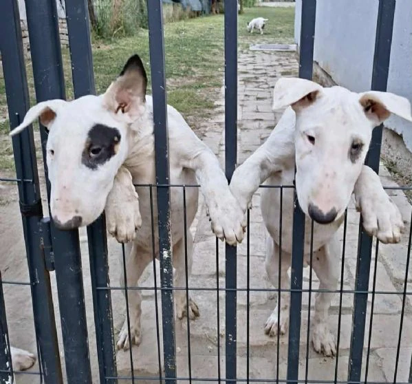 bull terrier cuccioli | Foto 0