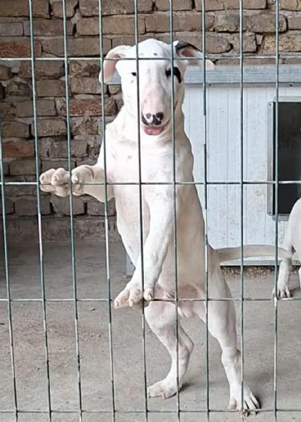 bull terrier cuccioli