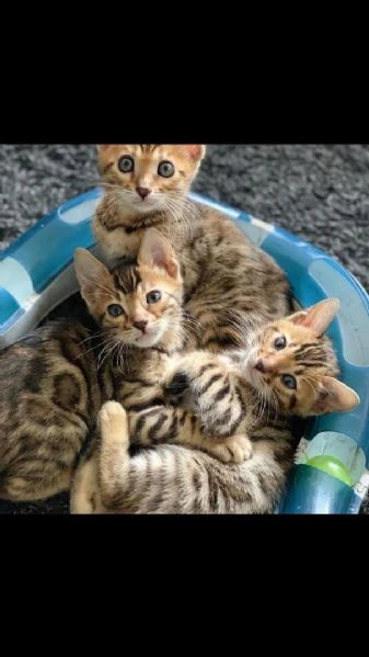 gattini del bengala di razza pura disponibili