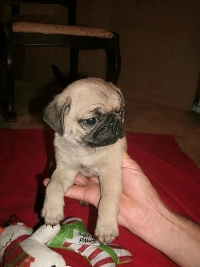 cucciolo di carlino fulvo femmina di razza pura | Foto 2