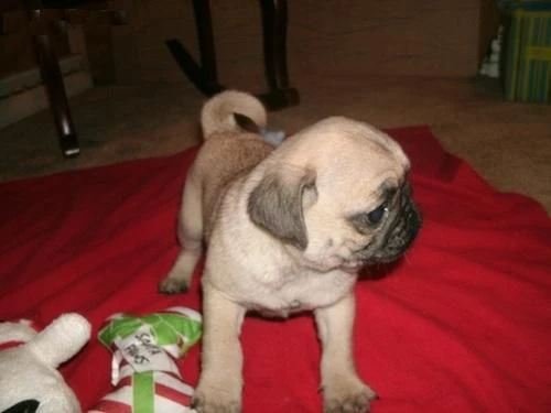 disponibile adorabile cucciola di carlino femmina | Foto 0
