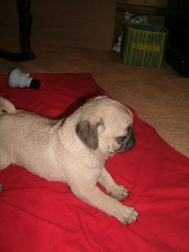 disponibile adorabile cucciola di carlino femmina