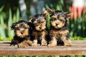 cuccioli di yorkshire terrier di razza pura