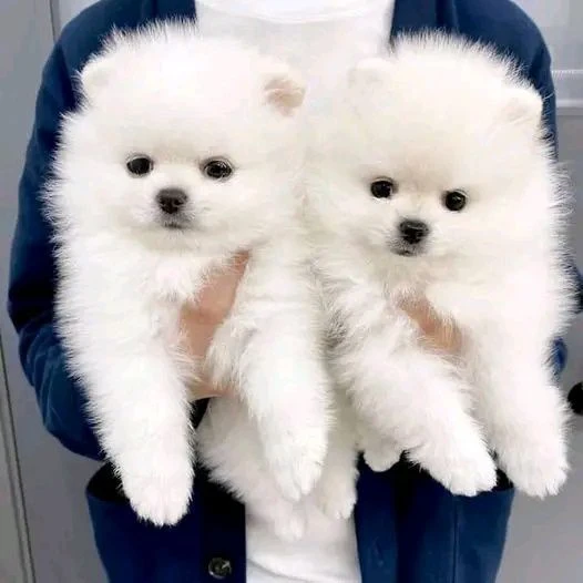pomeranian volpino
