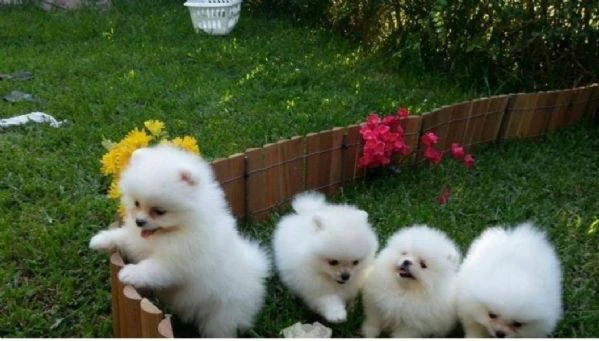 pomeranian volpino | Foto 1