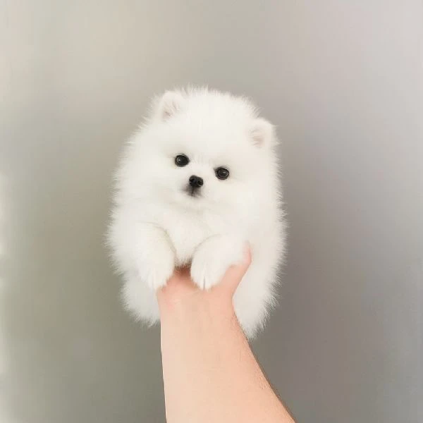 pomeranian volpino | Foto 0