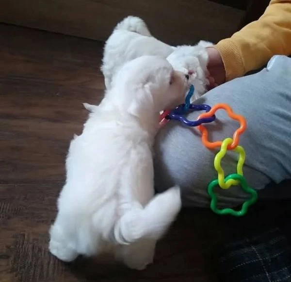 cucciolo maltesi