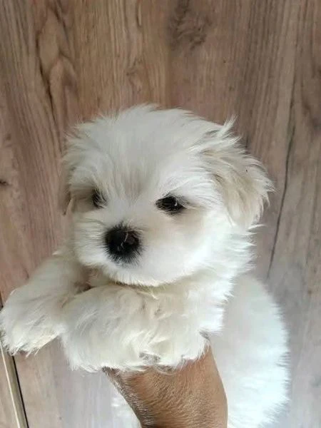 cucciolo maltesi | Foto 1
