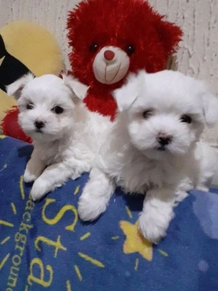 cucciolo maltesi | Foto 0