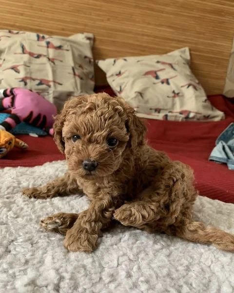 cuccioli di barboncino nano disponibili | Foto 2
